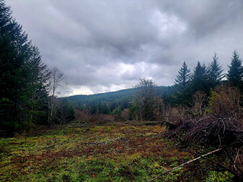Secluded 33.55 Acre Homestead with Creek Frontage steps away - photo 13