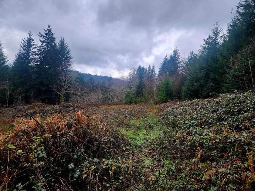 Secluded 33.55 Acre Homestead with Creek Frontage steps away - photo 17