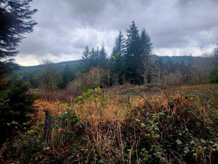 Secluded 33.55 Acre Homestead with Creek Frontage steps away - photo 18