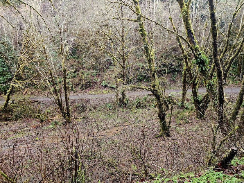 Secluded 33.55 Acre Homestead with Creek Frontage steps away - photo 35
