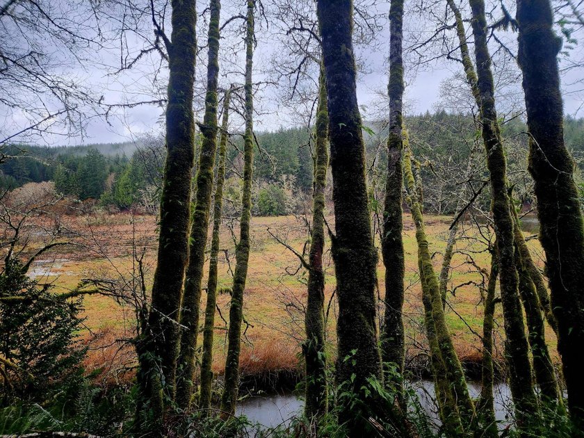 Secluded 33.55 Acre Homestead with Creek Frontage steps away - photo 37