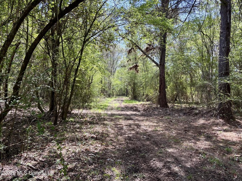 This 139 +/- acre property is located in Covington County, MS - photo 11