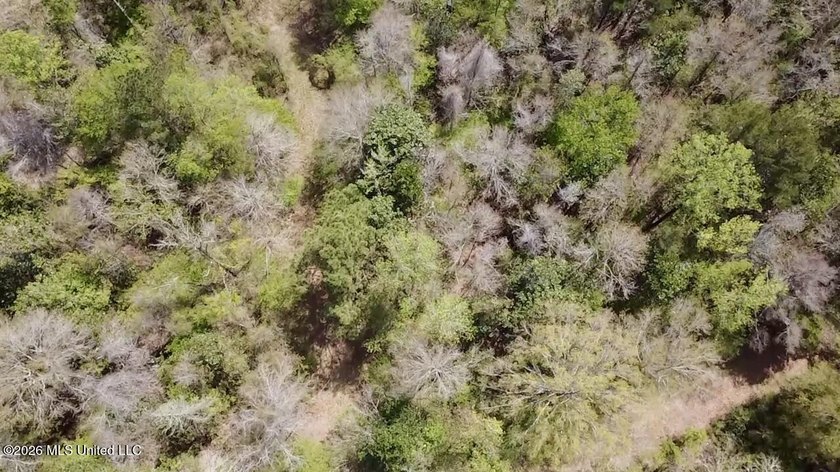 This 139 +/- acre property is located in Covington County, MS - photo 14
