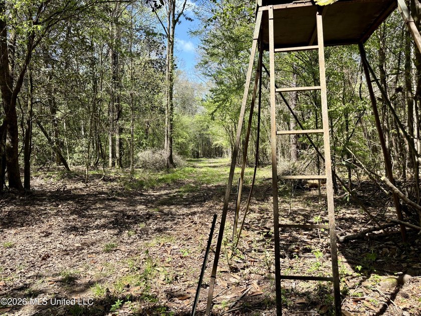 This 139 +/- acre property is located in Covington County, MS - photo 17