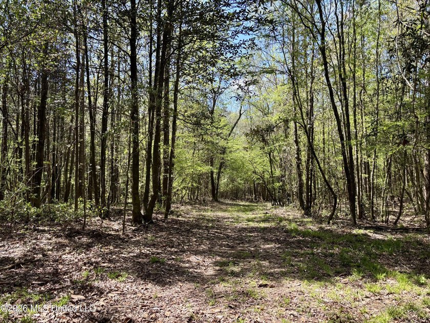This 139 +/- acre property is located in Covington County, MS - photo 18