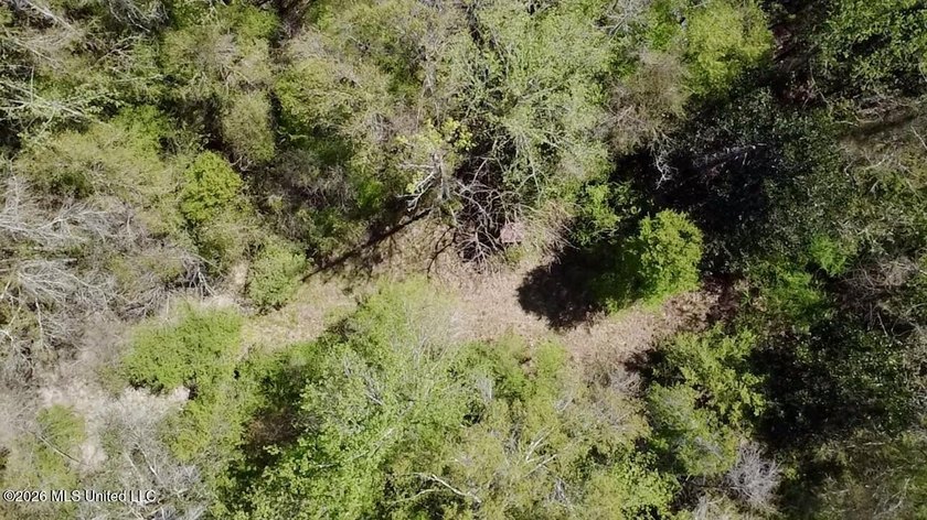 This 139 +/- acre property is located in Covington County, MS - photo 22