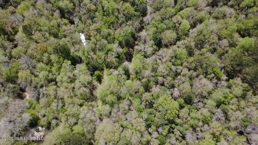This 139 +/- acre property is located in Covington County, MS - photo 28