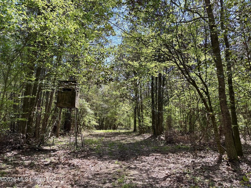 This 139 +/- acre property is located in Covington County, MS - photo 39