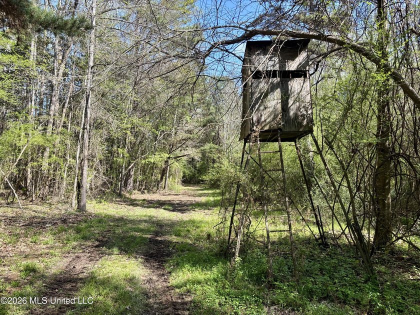This 139 +/- acre property is located in Covington County, MS - photo 45