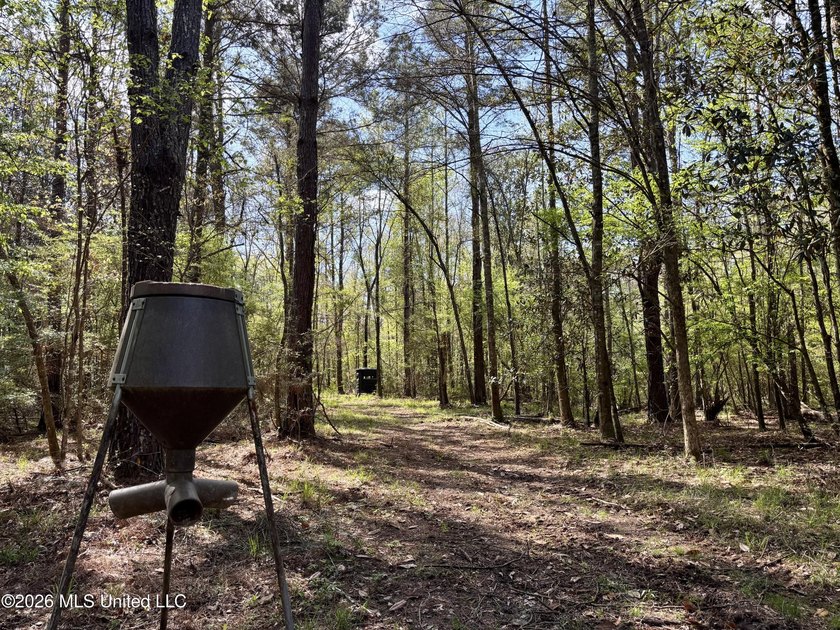 This 139 +/- acre property is located in Covington County, MS - photo 49