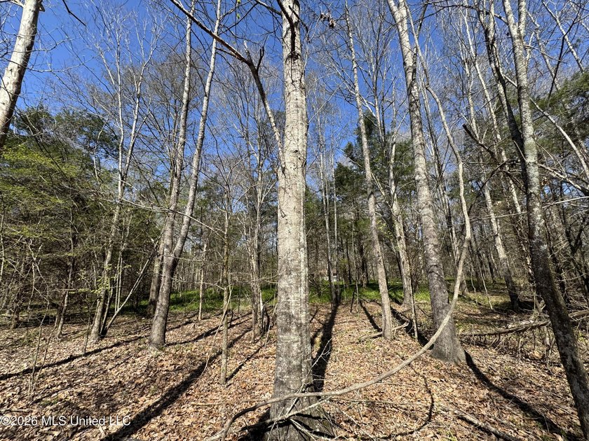 Don't Miss This Opportunity in Yazoo County, MS! Looking for the - photo 12