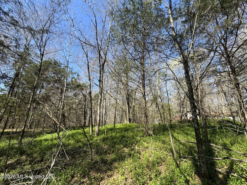 Don't Miss This Opportunity in Yazoo County, MS! Looking for the - photo 13