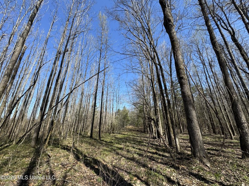 Don't Miss This Opportunity in Yazoo County, MS! Looking for the - photo 14