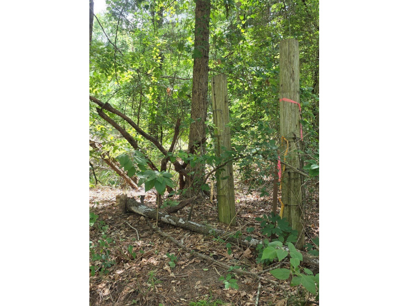 Discover the perfect blend of open pasture, mature woods, and - photo 12