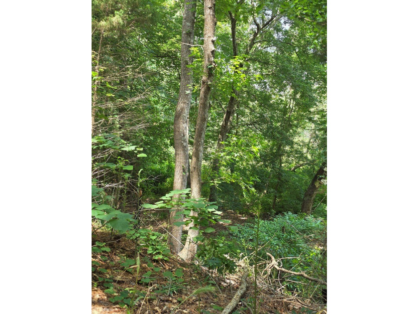 Discover the perfect blend of open pasture, mature woods, and - photo 13
