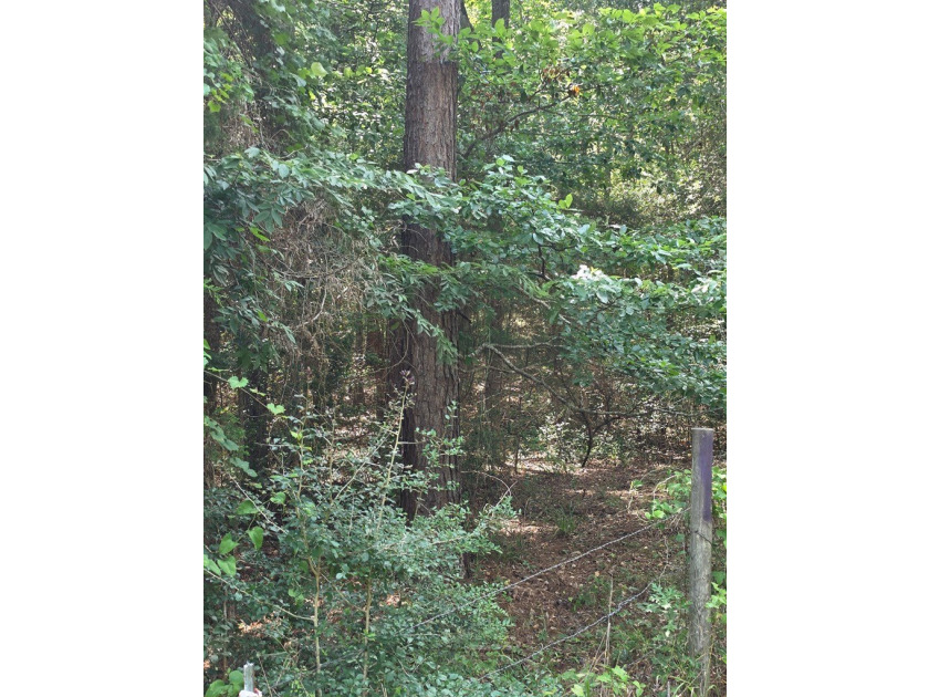 Discover the perfect blend of open pasture, mature woods, and - photo 14