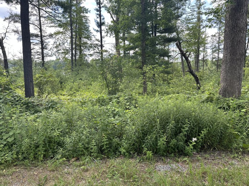 Rare acreage opportunity on quiet North Lake! This peninsula has - photo 8