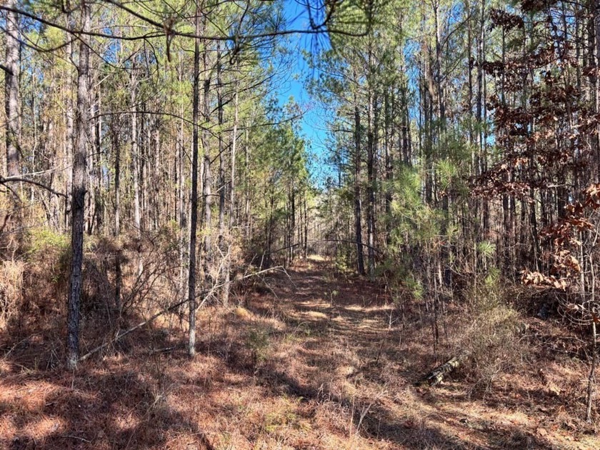 This secluded hunting, recreation and timberland investment - photo 5