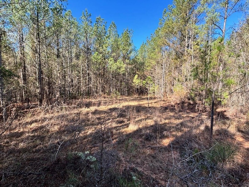 This secluded hunting, recreation and timberland investment - photo 7