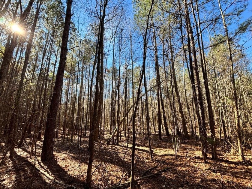 This secluded hunting, recreation and timberland investment - photo 8