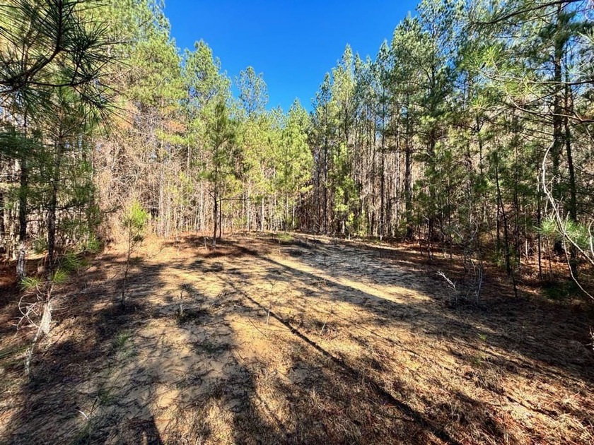 This secluded hunting, recreation and timberland investment - photo 9