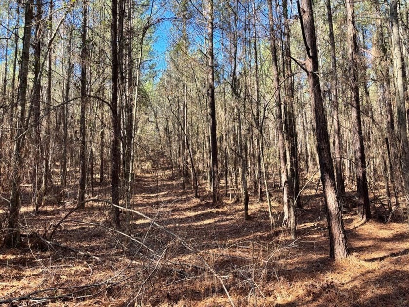 This secluded hunting, recreation and timberland investment - photo 10