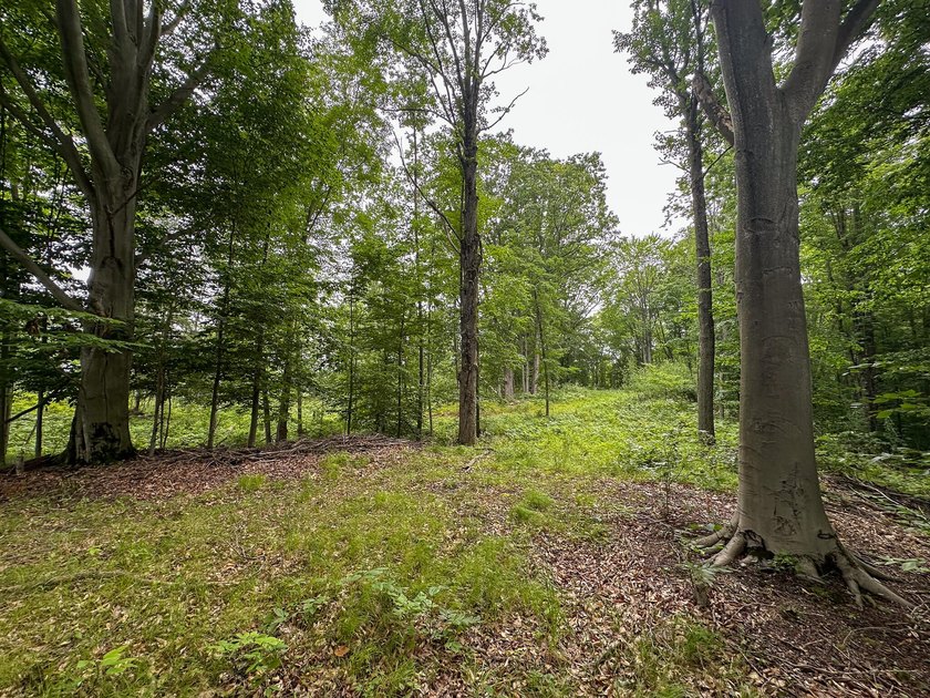 Don't miss this outstanding 40-acre recreational property in the - photo 4
