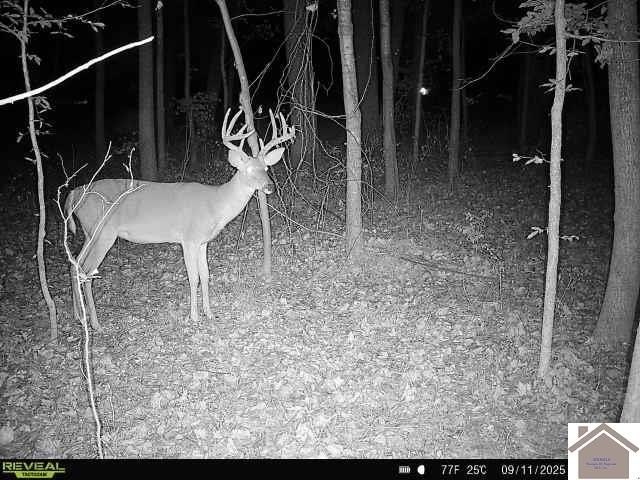 Discover the perfect blend of privacy, nature, and opportunity - photo 2