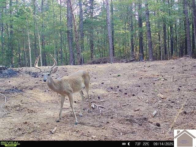 Discover the perfect blend of privacy, nature, and opportunity - photo 3