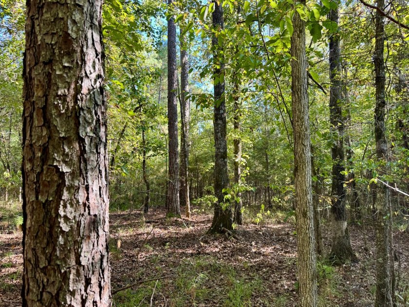 Located just a few miles east of Furman at the intersection of - photo 4
