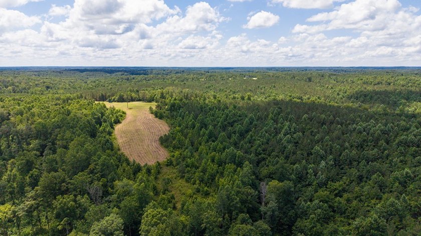 Nestled in the scenic hills of Stewart County, this property - photo 8