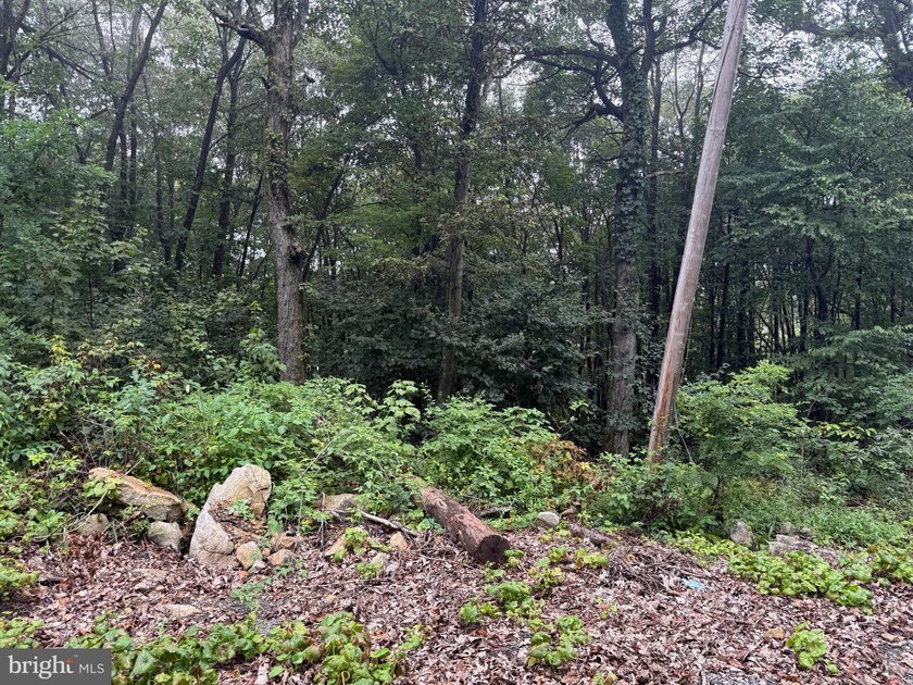 OWN A PIECE OF WEST VIRGINIA! 2.04 (UNRESTRICTED) ACRES. ONLY A - photo 50