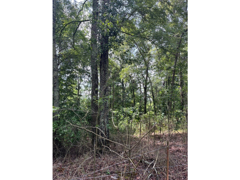 Don't miss your chance to own this 96.3+- acres of prime - photo 4