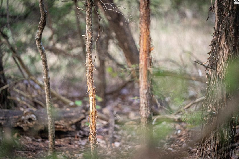 Just outside of Independence, Kansas sits 286+/- acre timber and - photo 14