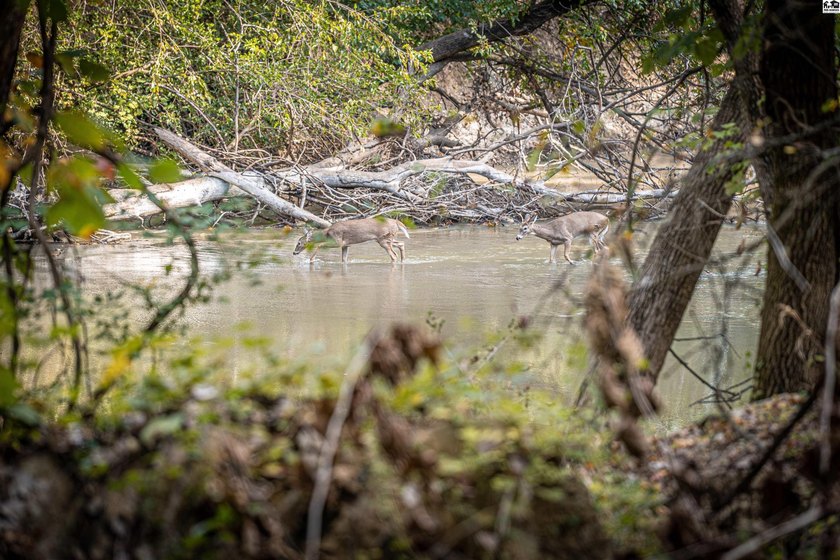 Just outside of Independence, Kansas sits 286+/- acre timber and - photo 16