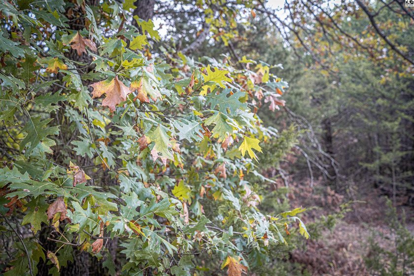 Just outside of Independence, Kansas sits 286+/- acre timber and - photo 17