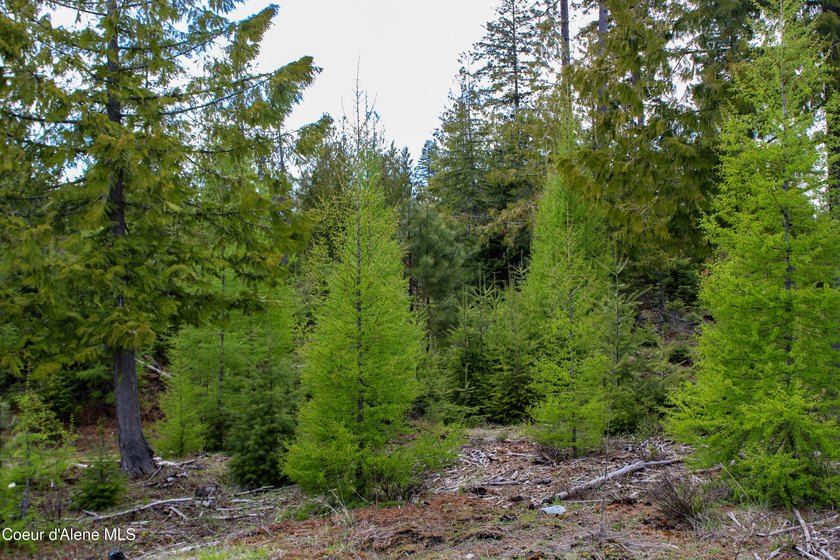 Estate Lot 8 is a large 18.19-acre parcel that has breathtaking - photo 12