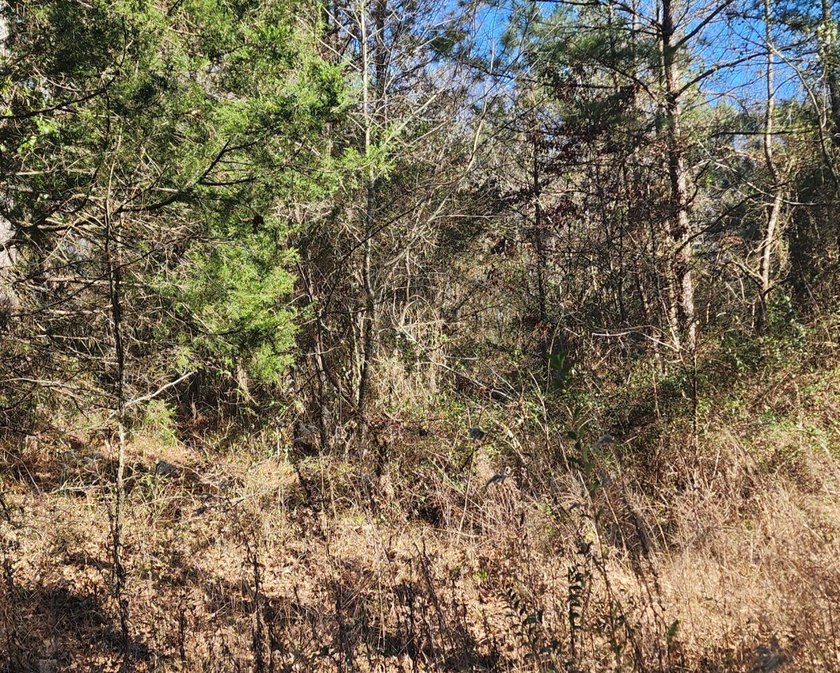 Land Luxury in Guntersville! Discover an exceptional opportunity - photo 3