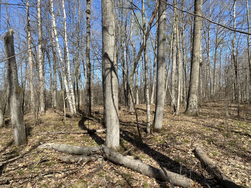 As the crow flies, this 37.5-acre property is approximately 1/4 - photo 5