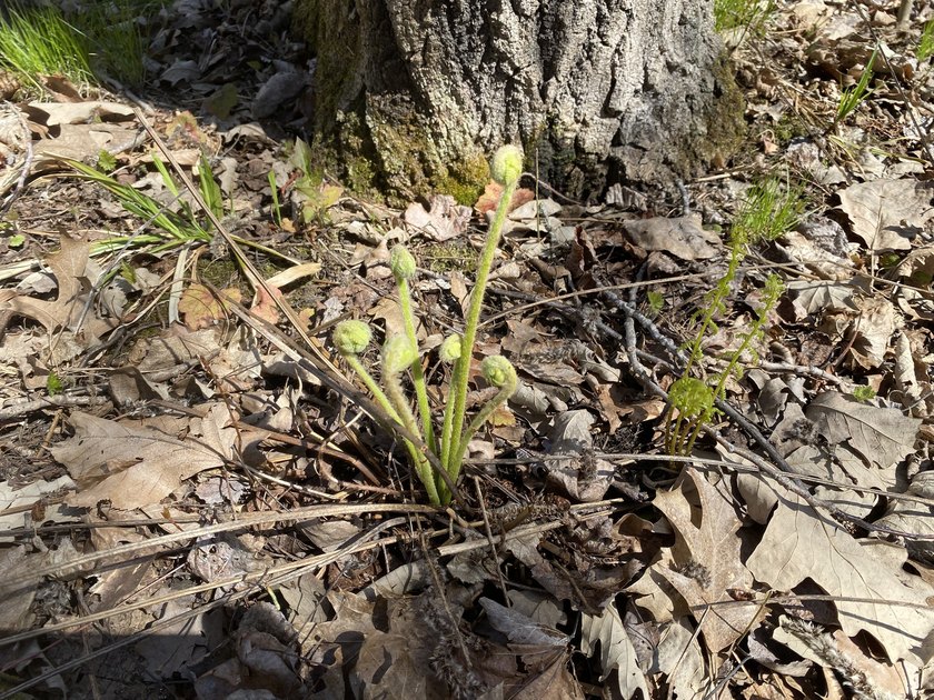 As the crow flies, this 37.5-acre property is approximately 1/4 - photo 9