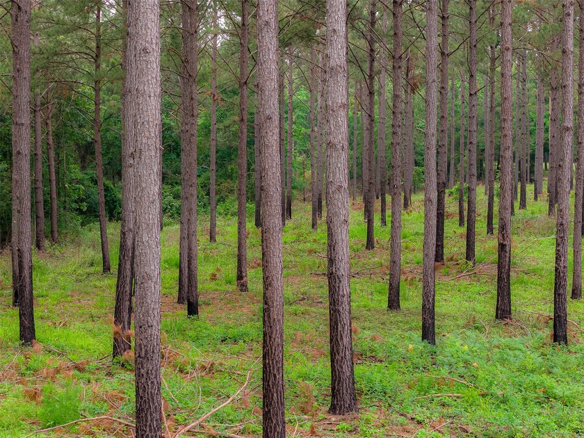Located in highly desirable Panola County, this 377+/- acre - photo 29