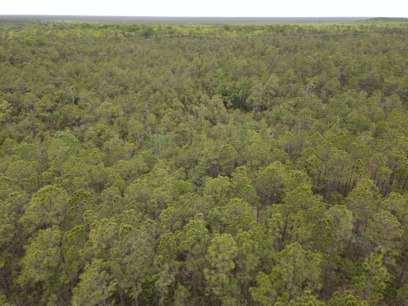 Remote, Quiet, Secluded and Convenient Hunting Land! Contiguous - photo 8