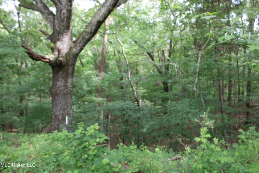 183+/- acres in northeast Tate County. A beautiful mixture of - photo 25