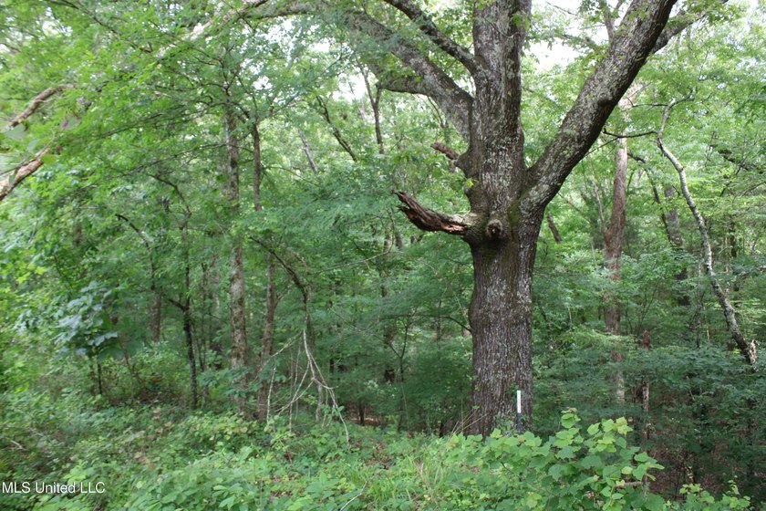 183+/- acres in northeast Tate County. A beautiful mixture of - photo 26
