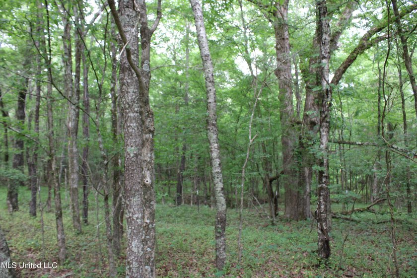 183+/- acres in northeast Tate County. A beautiful mixture of - photo 28