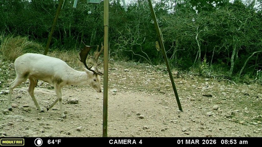 Set on 22.45 wildlife-exempt AC in the heart of the Hill Country - photo 14