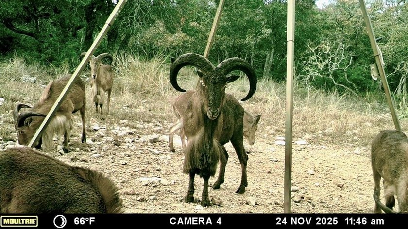 Set on 22.45 wildlife-exempt AC in the heart of the Hill Country - photo 44