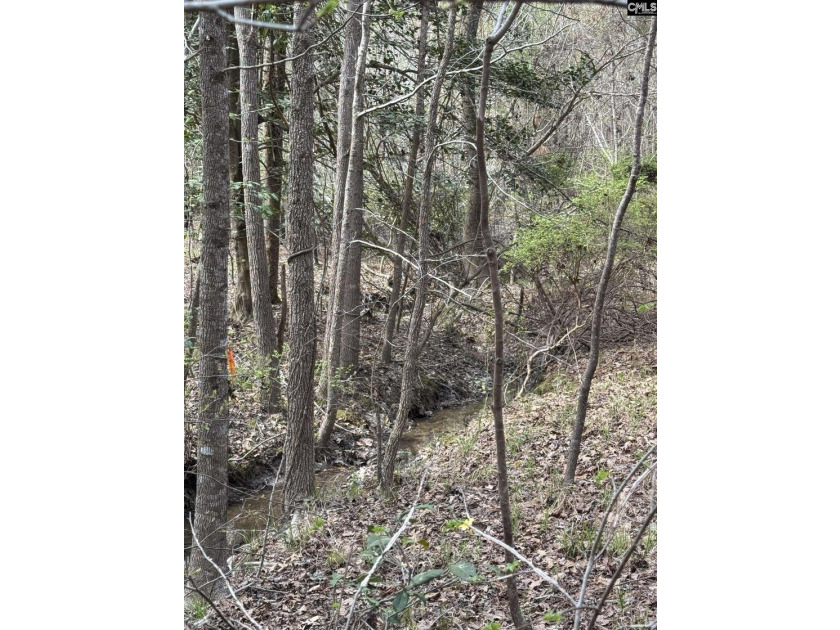9.71 Acres Tucked away near Lake Murray's edge - Holly Point Rd - photo 6