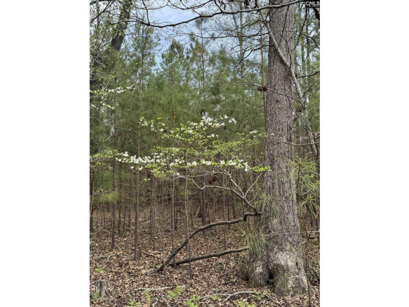 9.71 Acres Tucked away near Lake Murray's edge - Holly Point Rd - photo 7