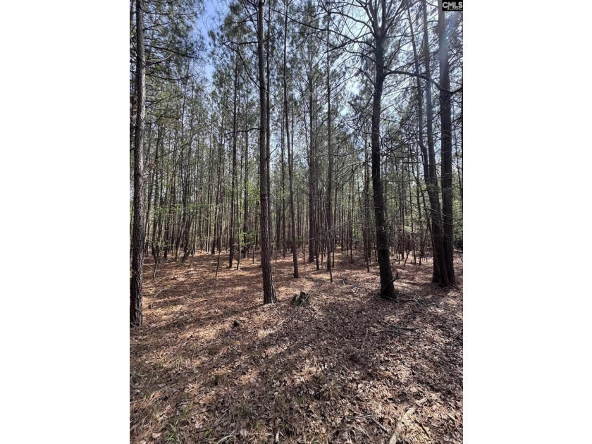 9.71 Acres Tucked away near Lake Murray's edge - Holly Point Rd - photo 9